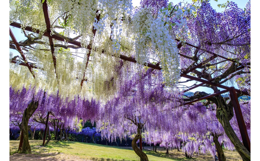 【2024年】美しさにうっとり！藤が咲き誇る岡山の絶景スポット3選