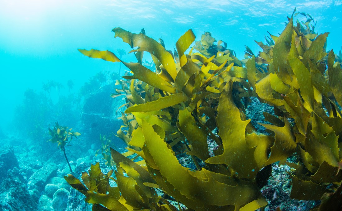 体にも地球にも優しい「海藻」 広がる用途でビジネスチャンスに