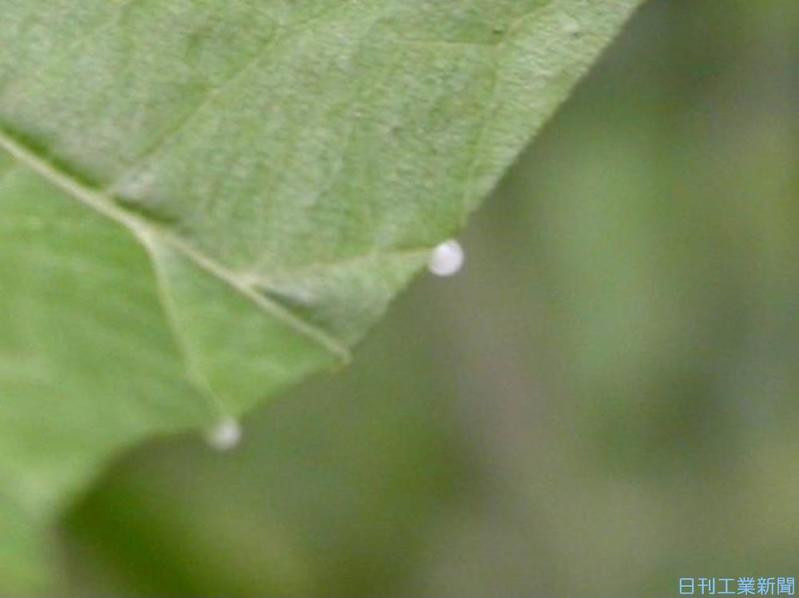 害虫から植物守れるか？ クワの葉から新たんぱく質機能発見